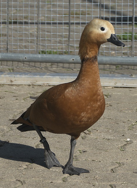 巅峰屹立不